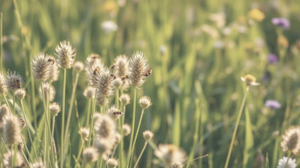 Jak przetacznik kłosowy wspiera owady i ekosystem ogrodu?