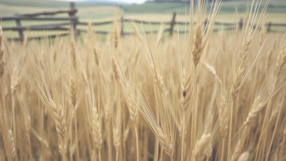 Jakie schorzenia i szkodniki mogą zaatakować przetacznik kłosowy?