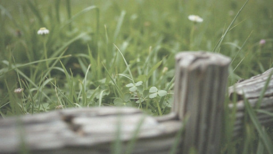 Czy ukąszenia owadów są niebezpieczne dla zdrowia człowieka?