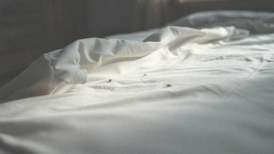 Jak zidentyfikować ślady pluskiew w materacu?