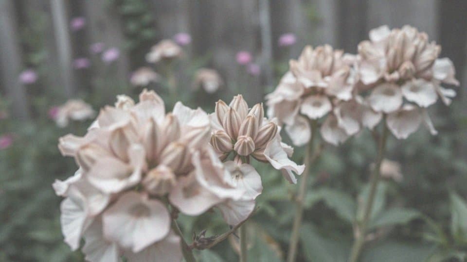 Co zrobić jak przekwitną floksy? Sprawdzone porady pielęgnacyjne