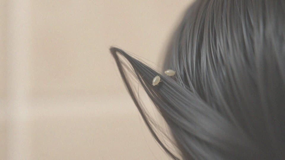 Czy gnidy strzelają? Odkryj dźwięki wydawane przez gnidy