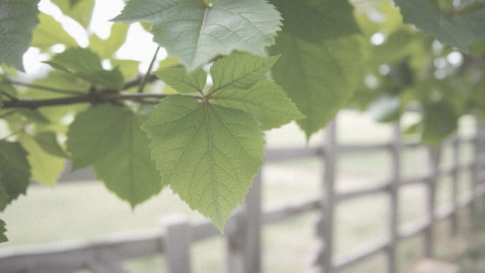 Kiedy zbierać liście morwy czarnej? Poradnik dla zbieraczy