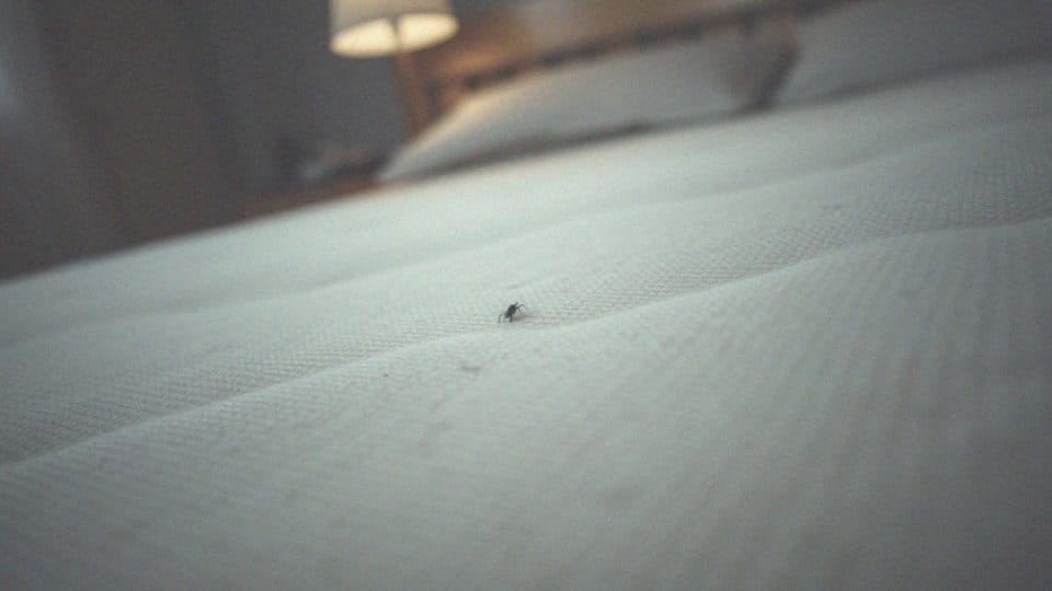 Ugryzienie pluskwy w materacu – objawy i skuteczne metody zwalczania